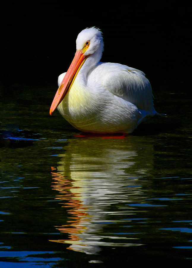 White Pelican of the Night Photograph by Alison Belsan Horton