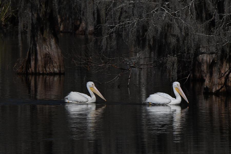 White Pelican Pair Photograph by Zelma Dawdy Covington - Fine Art America