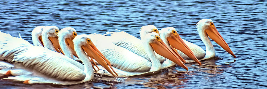 White Pelican Parade Photograph by Jerry Griffin