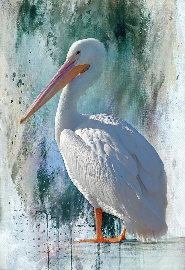 White Pelican Portrait Photograph by HH Photography of Florida