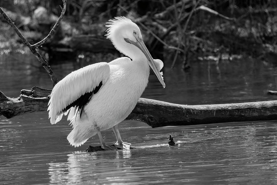 White Pelican Photograph by Ray Congrove