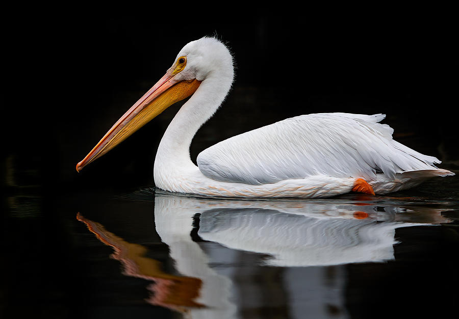 White pelican reflecting Photograph by Judy Rogero