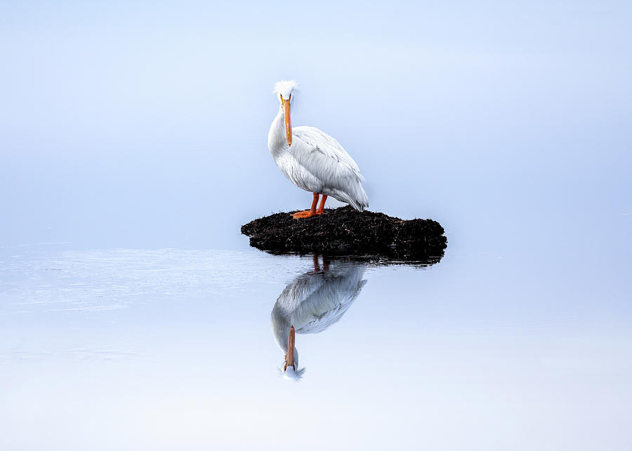 White Pelican Reflection Photograph by C  Renee Martin