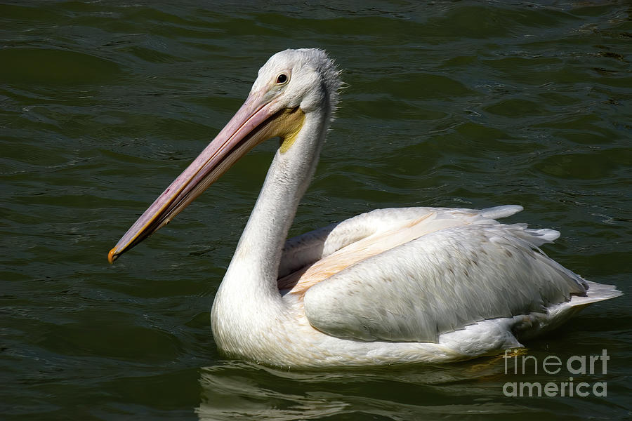White Pelican Photograph by Rodney Cammauf