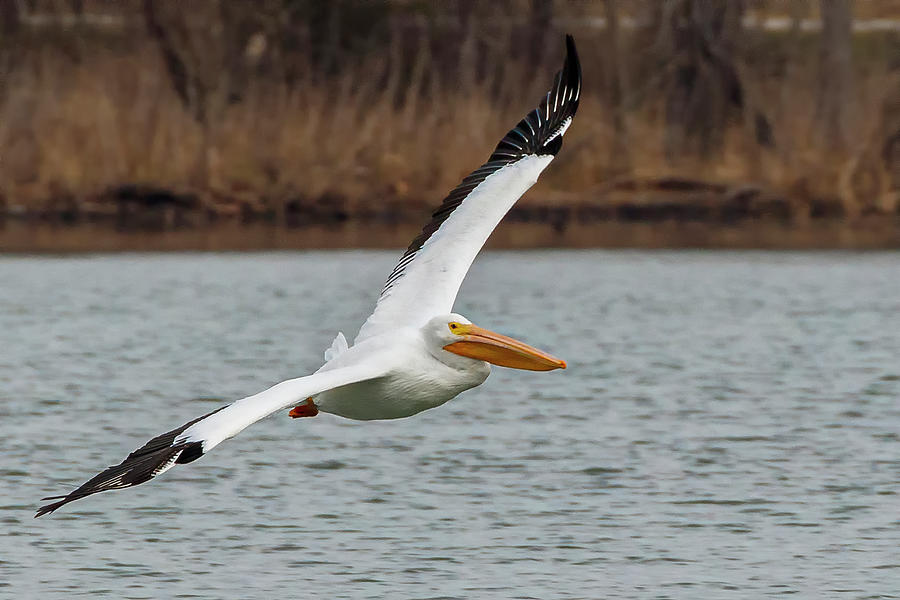 White Pelican Soaring Photograph by Allin Sorenson