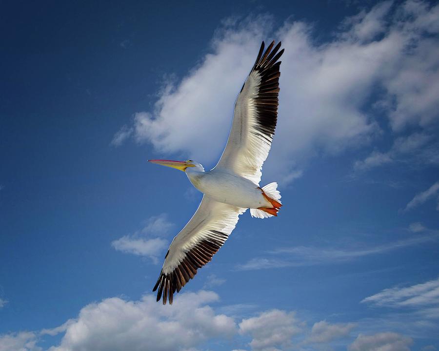 White Pelican Soaring Photograph by Ronald Lutz
