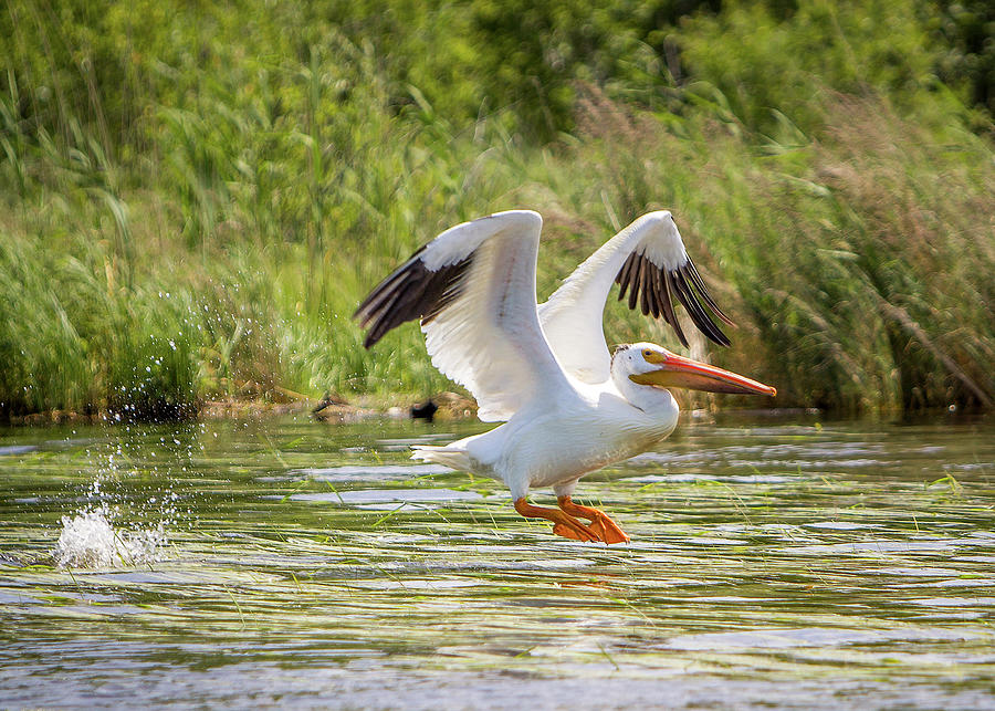 White Pelican Takeoff Photograph by Patti Deters