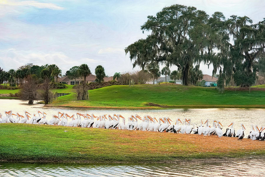 White Pelicans at Freedom Pointe Photograph by Betty Eich