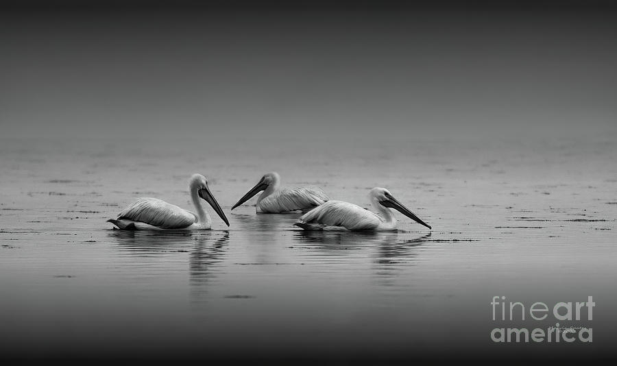 White Pelicans-bnw Photograph by Marvin Spates