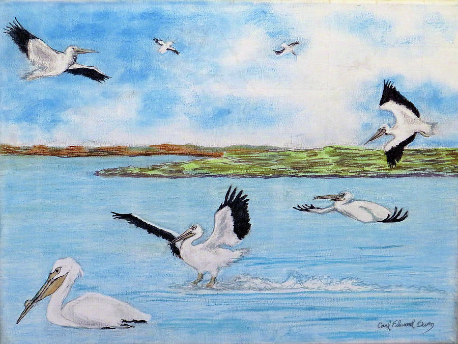 White Pelicans Pastel by Carl Owen