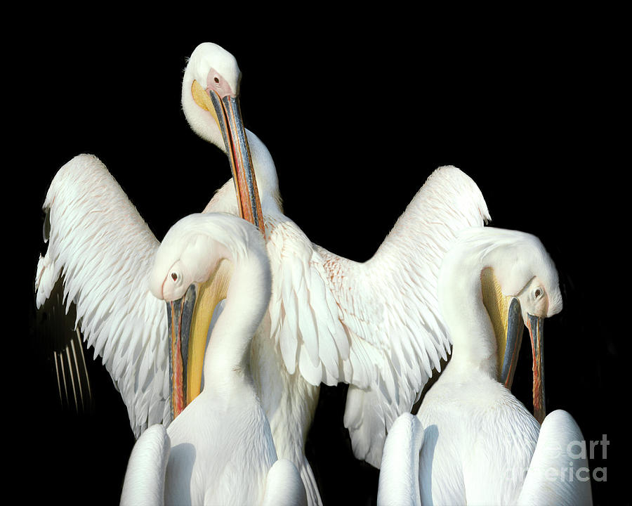 White Pelicans Photograph by Don Schimmel