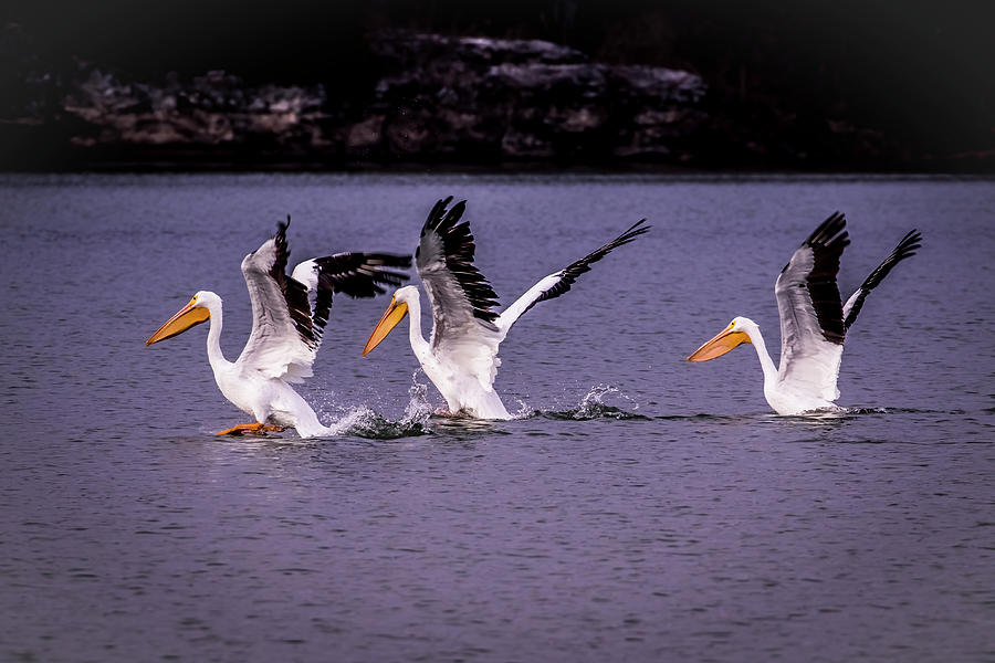White Pelicans Fishing in Springfield Lake Photograph by Allin Sorenson