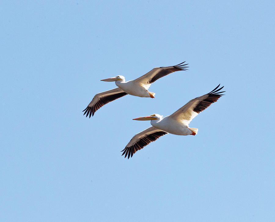 White Pelicans in Flight Photograph by Fran Gallogly