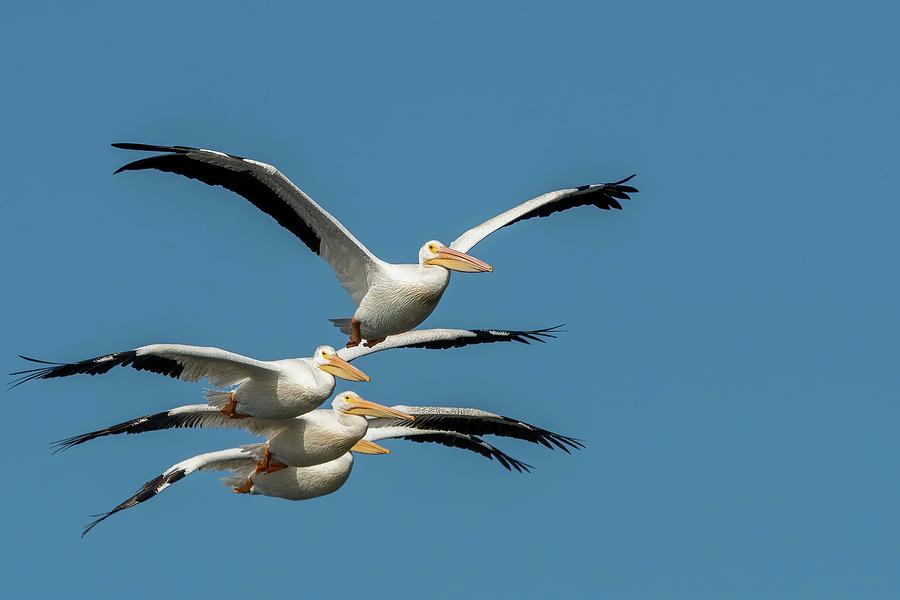White Pelicans in Flight Photograph by Linda Shannon Morgan