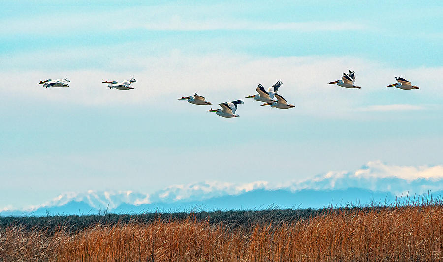 White Pelicans in flight Photograph by Rick Mosher