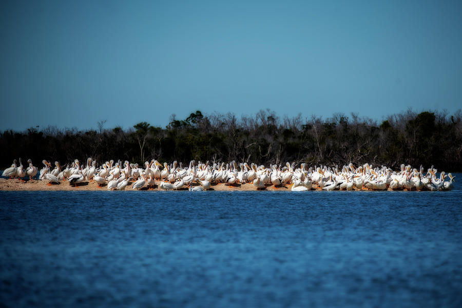 White Pelicans on a sand bar  Photograph by Dan Friend