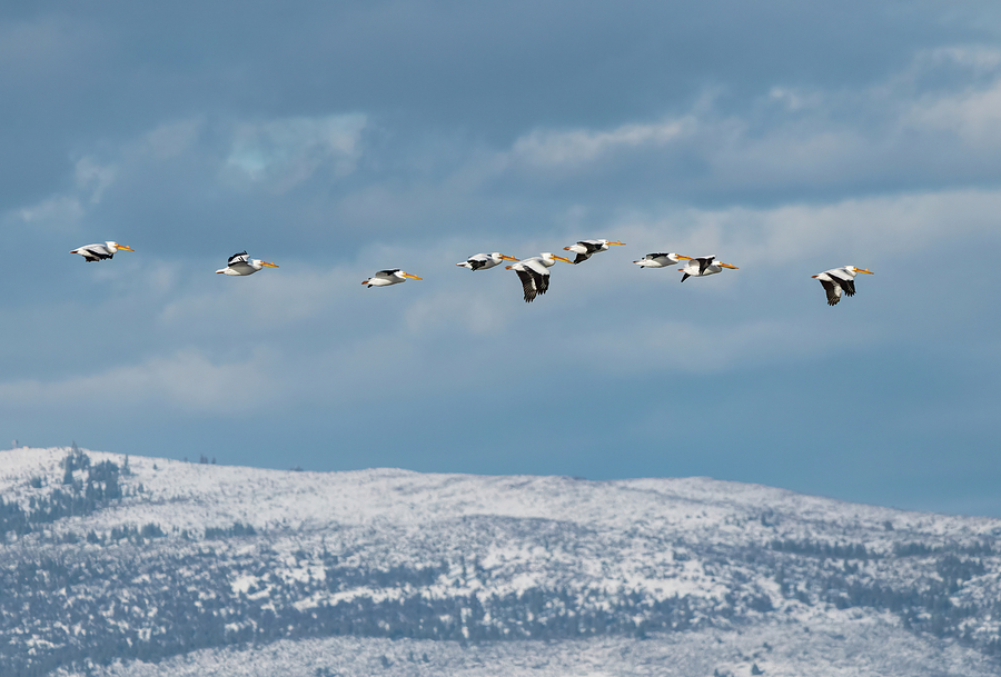 White Pelicans over Snow Photograph by Loree Johnson