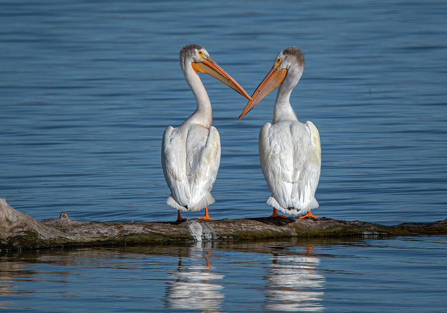 White Pelicans Photograph by Rick Mosher