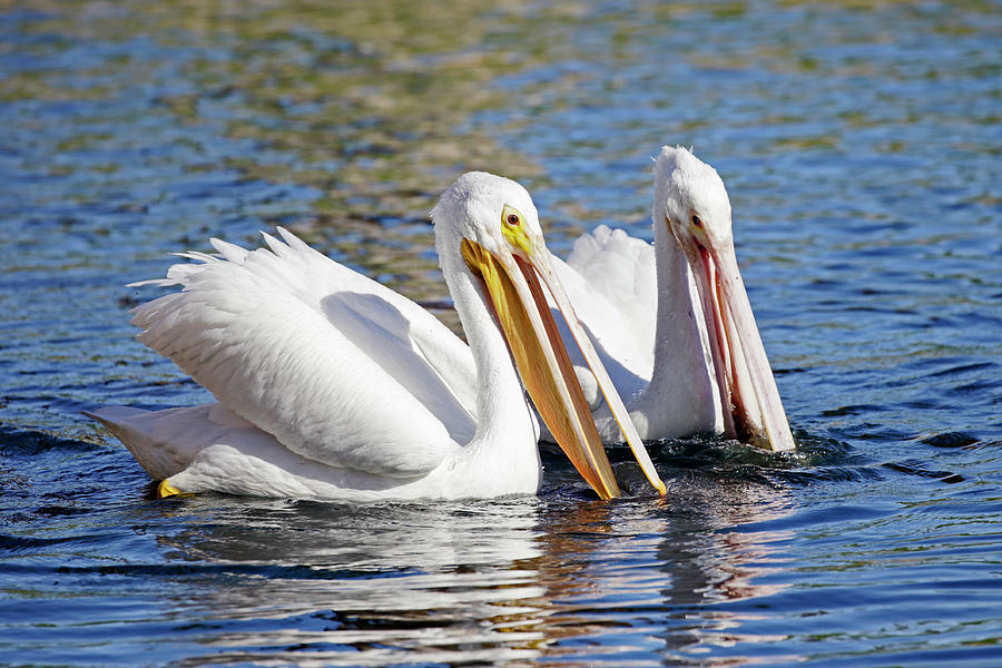 White Pelicans Photograph
