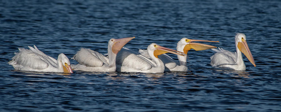 White Pelicans Showing Beaks Photograph by Bradford Martin