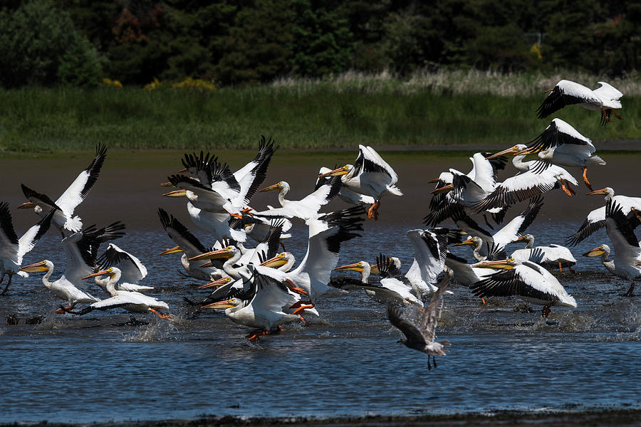 White Pelicans Take Flight Photograph by Robert Potts