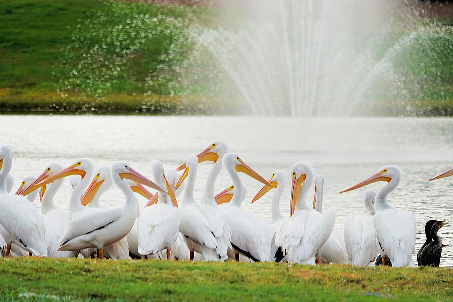 White Pelicans under the Fountain Photograph by Betty Eich