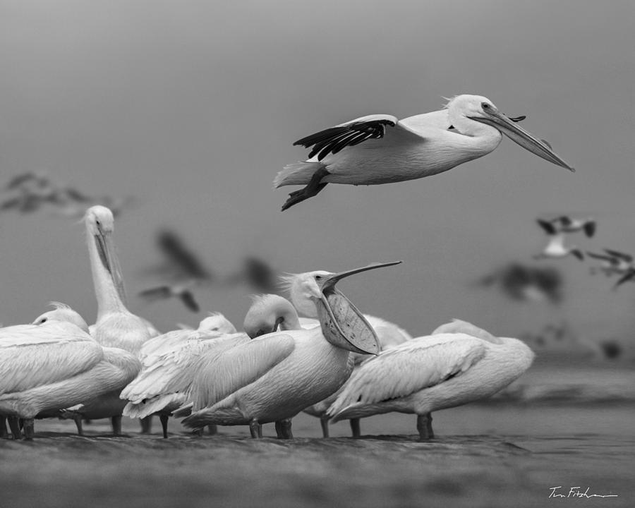 White Pelicans Yawning, Texas Photograph by Tim Fitzharris | Pixels