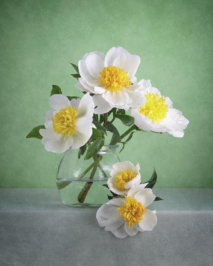White Peonies 5 of 6 Photograph by Nikolay Panov | Fine Art America