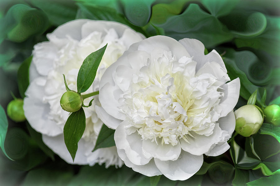 White Peonies And Buds Photograph
