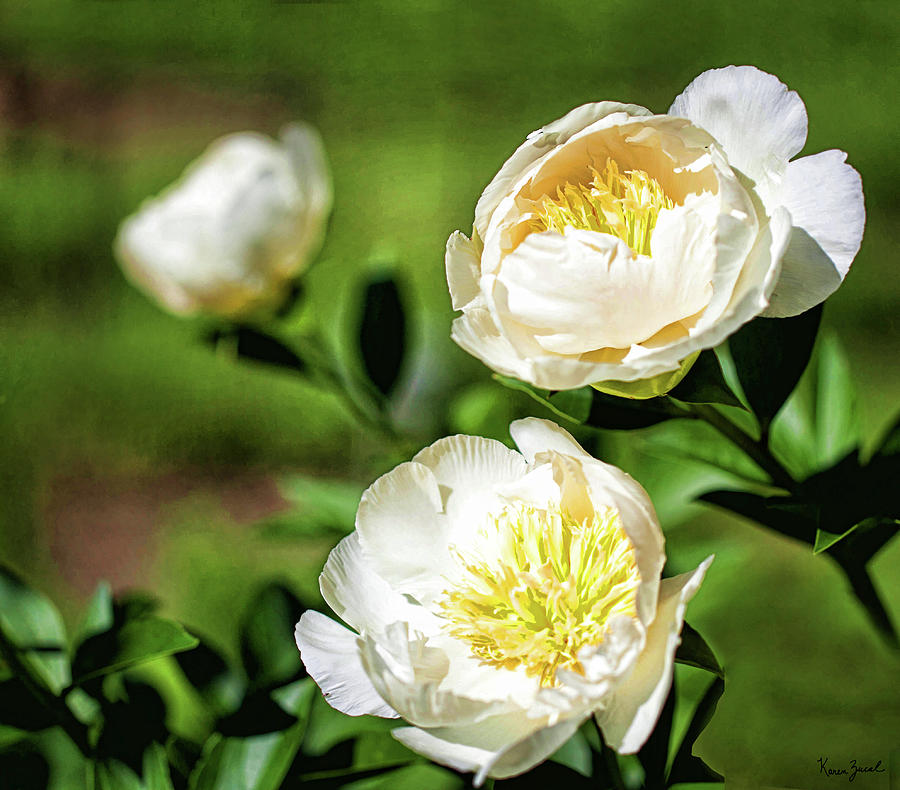 Flower Photograph - White Peonies by Karen Varnas