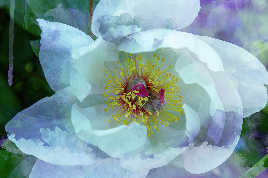 White Peony Photograph by Cate Franklyn