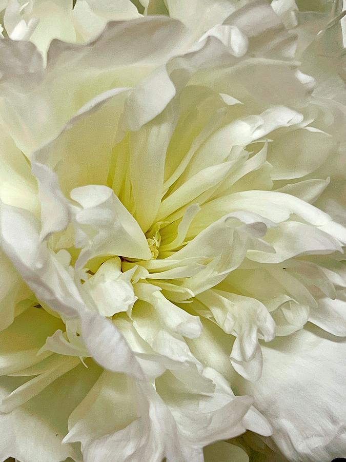 White Peony Photograph by Claudia Diaz - Fine Art America