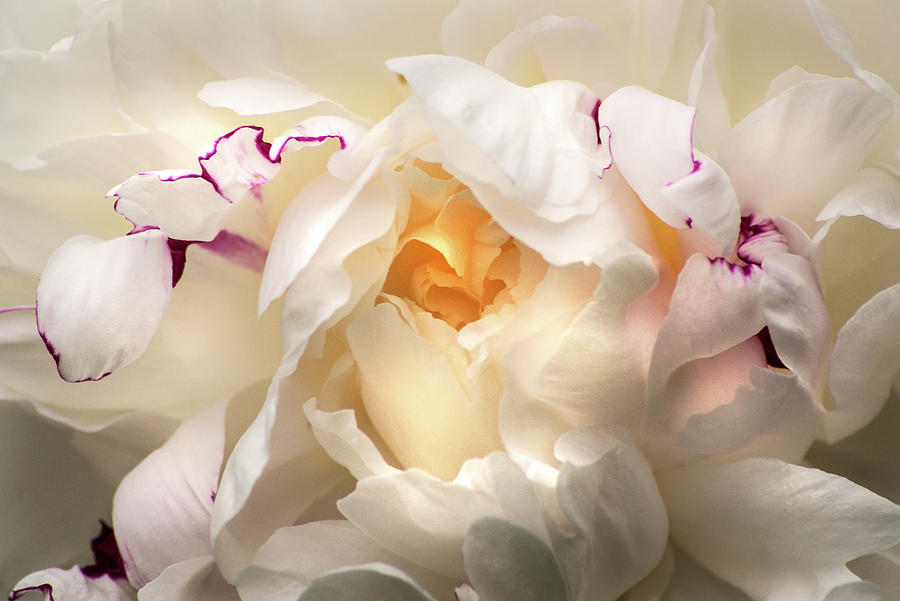White Peony Close Up Photograph by Don Johnson