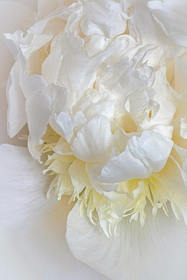 White Peony Closeup Photograph by Susan Candelario