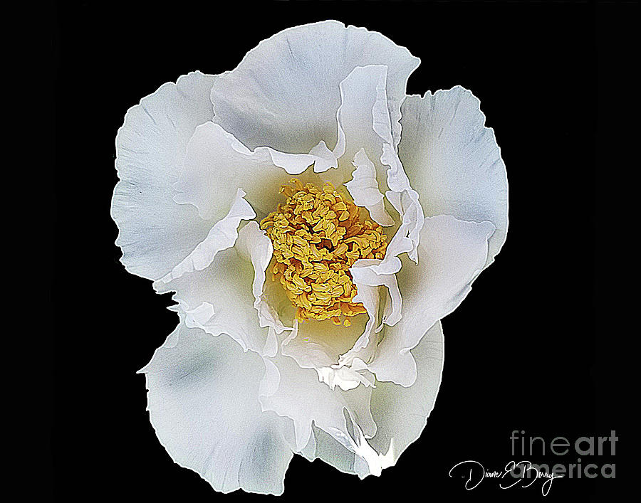 White Peony Drawing by Diane E Berry