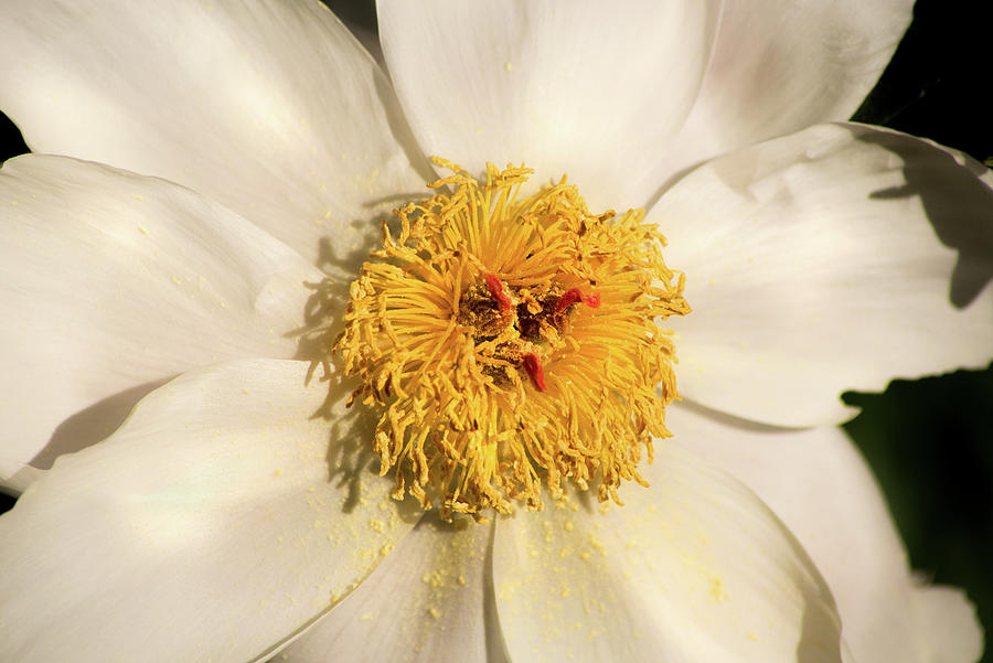 White Peony Photograph by Don Johnson