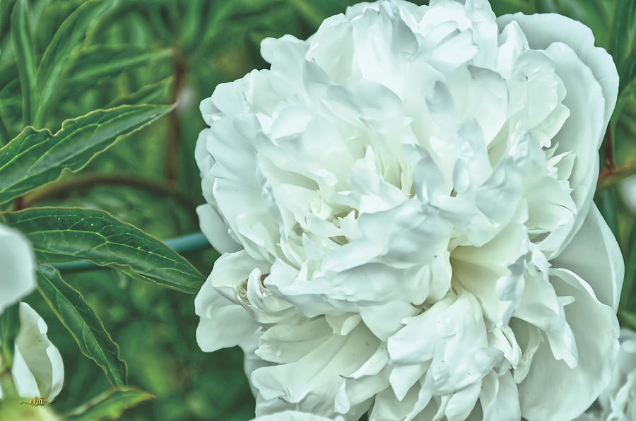 White Peony Photograph by Elaine Berger