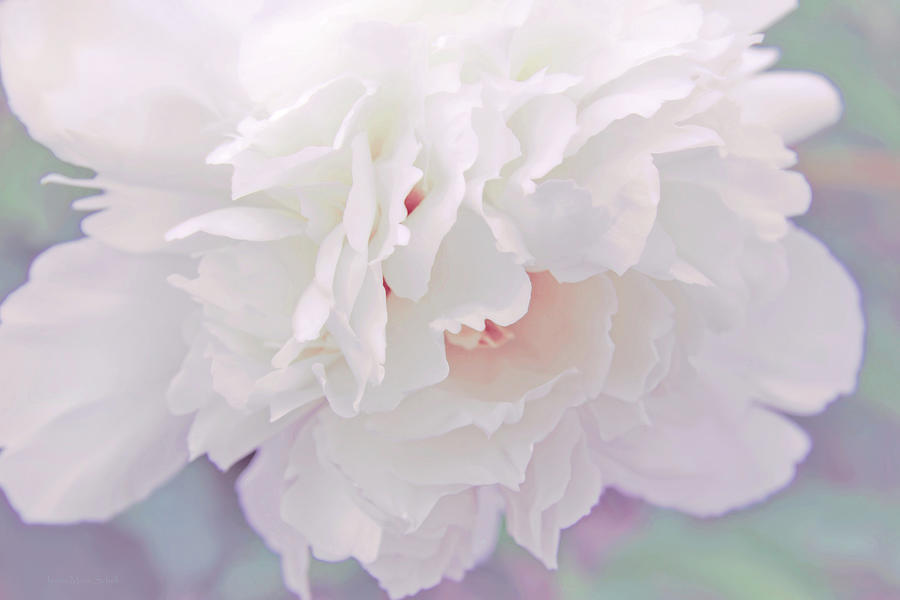 Spring Photograph - White Peony Flower Pastel Delight by Jennie Marie Schell