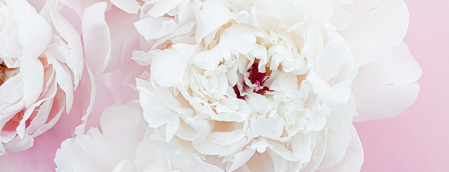 White peony flowers as floral art on pink background, wedding fl Photograph  by Anneleven Store - Pixels