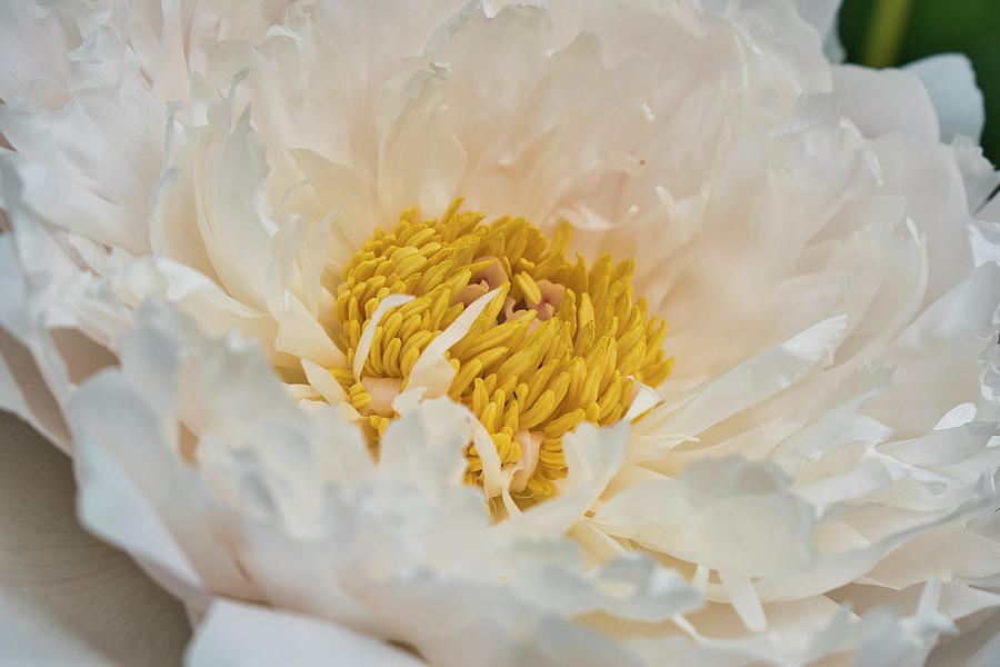 White Peony - Georgeson Botanical Garden 2023 Photograph by Cathy Mahnke