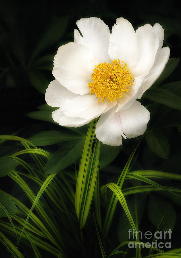 Nature Photograph - White Peony in Macro by Mike Nellums