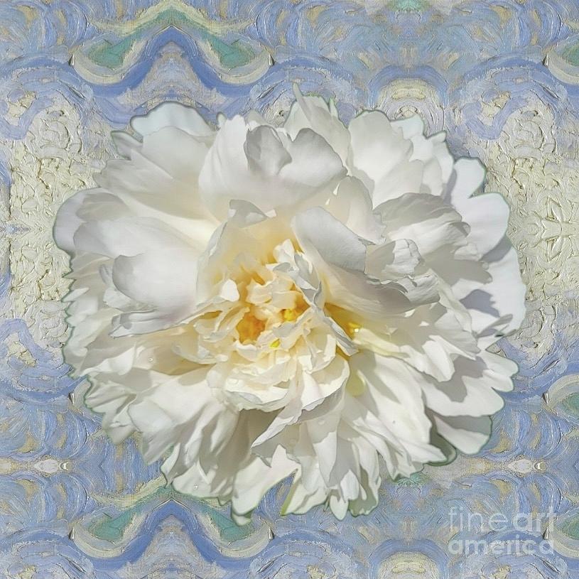 White Peony Photograph by Jeannie Rhode