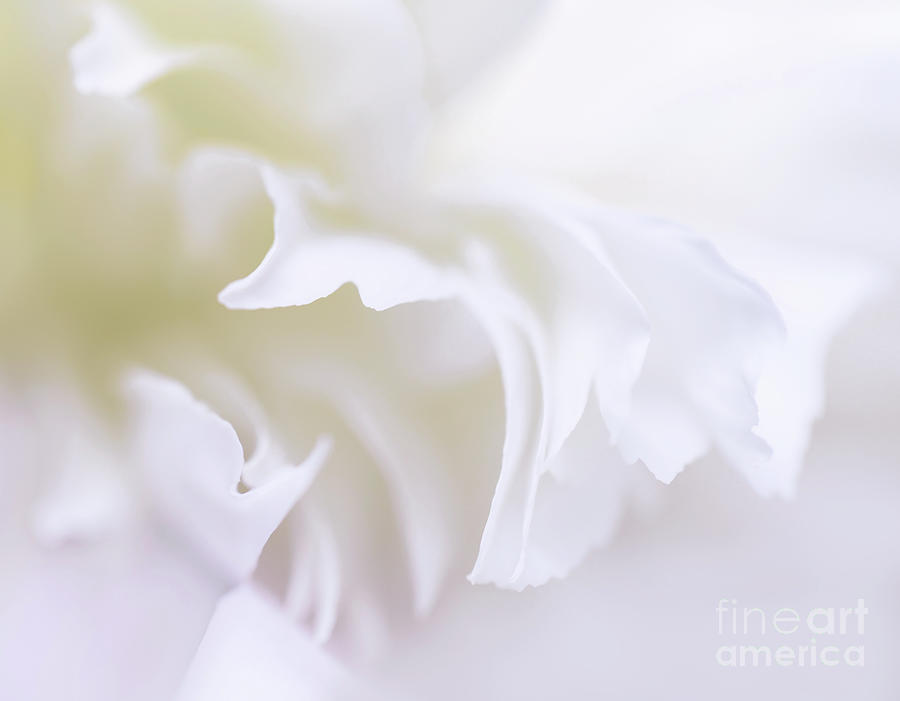 White Peony Petals Photograph by Ava Reaves