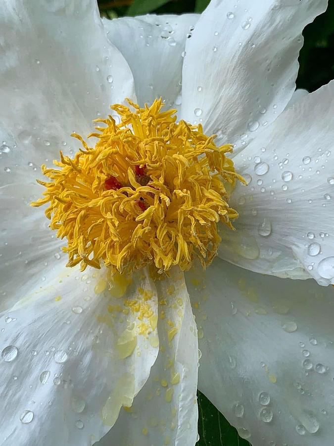 White Peony Up Close Photograph by Diane Lindon Coy