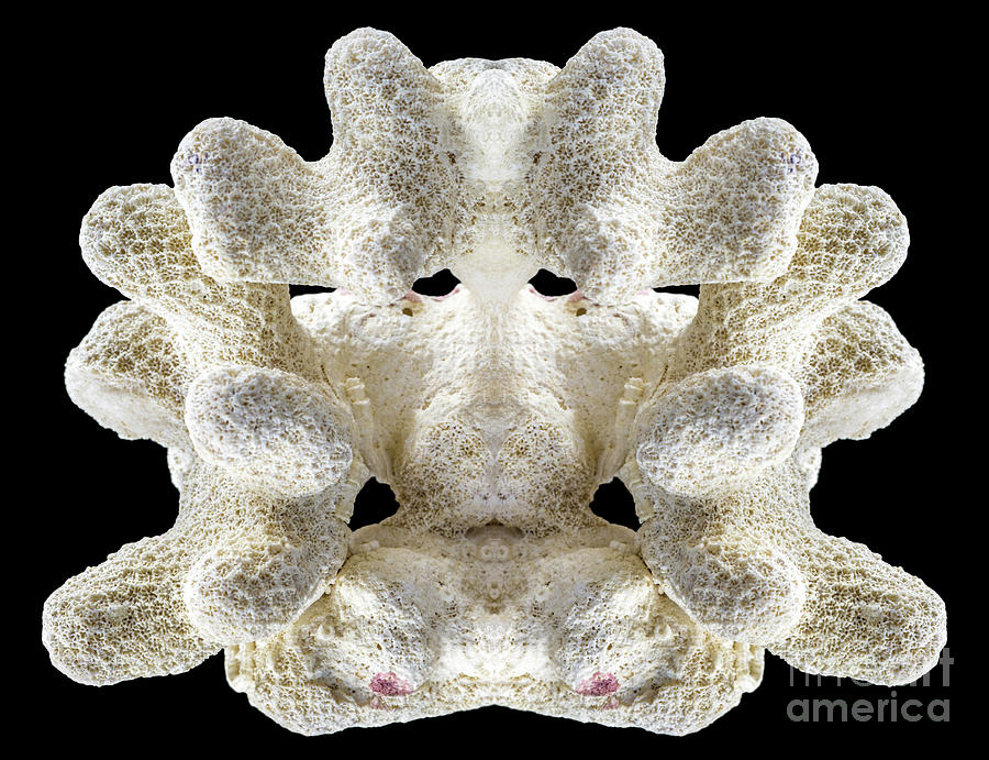 White perfectly symmetrical coral fossil isolated on black background Photograph by Gregory DUBUS