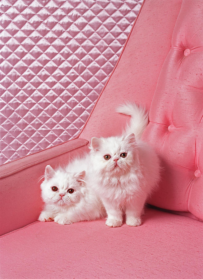 White Persian cats on pink sofa Photograph by John Eder