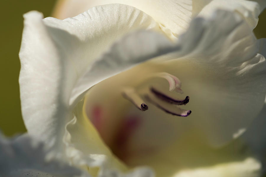 White Petal Gladiolus Photograph by Robert Potts