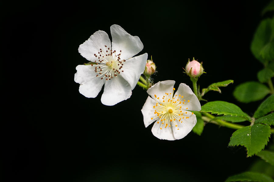 White Petals Photograph by Linda Bonaccorsi