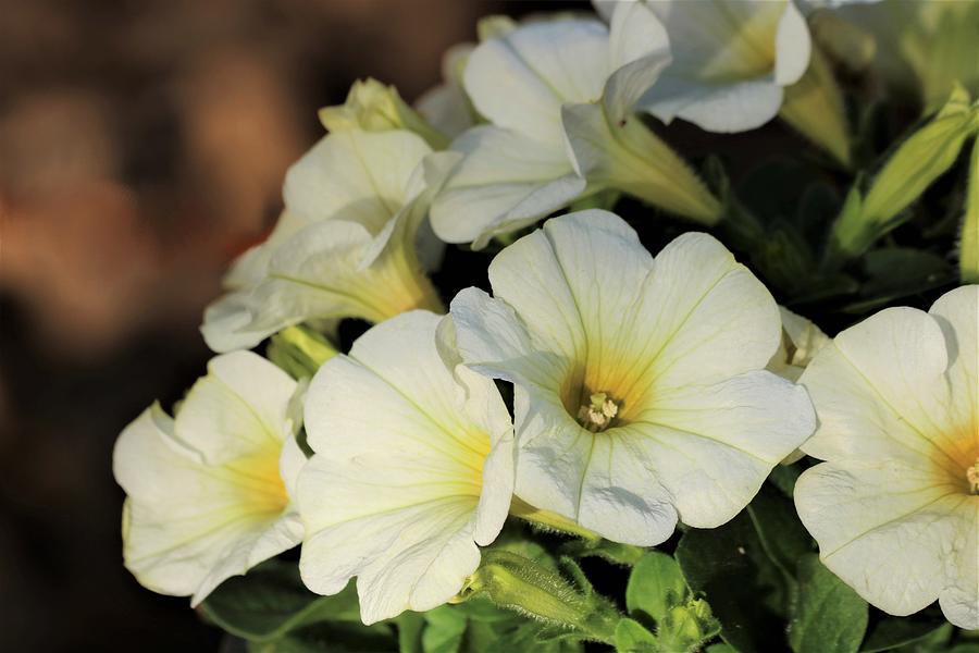 White Petunias in Morning Light Photograph by Sheila Brown