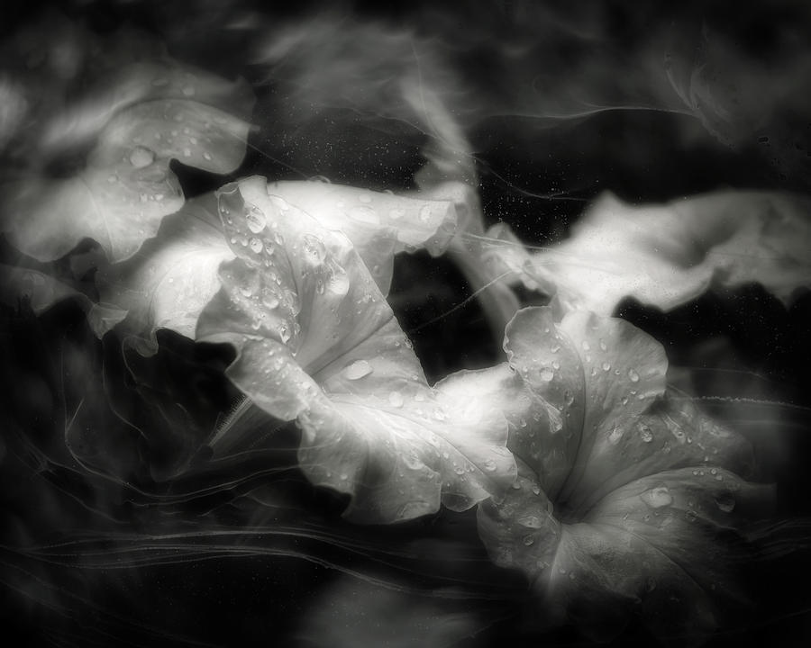 White Petunias Photograph by Laura Vilandre